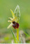Ophrys de février