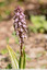 Orchis géant
