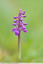 Orchis morio