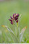 Orchis pourpre