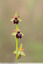 Ophrys de mars à pétales sombres