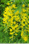 Haie jaune