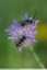 Abeille solitaire à préciser