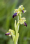 Ophrys nouveau