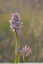 Orchis lacté