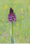 Orchis pourpre