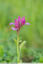 Orchis papillon