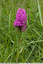 Tapis d'orchidées