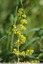 Gaillet jaune