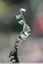 Enfin les spiranthes !
