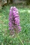 Croissance d'un orchis pyramidal