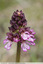 Orchidées pourpres