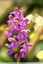 Orchidée Bouffon
