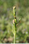 Ophrys fanés