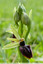 Ophrys de Mars