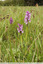Des orchidées "bouffons" multicolores