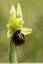 Ophrys de Mars