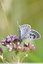 Azuré du serpolet (Maculinea arion)