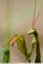 Mante religieuse (Mantis religiosa)