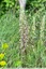Orchis bouc ( Himantoglossum hircinum )