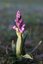 Orchis bouffon (Anacamptis morio)