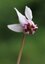 Cyclamen de Naples (fleur)