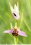 Ophrys abeille