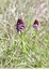 Orchis pourpre