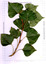 Feuilles de Peuplier d'Italie