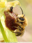 Pseudo-copulation d'une abeille sur une ophrys de mars