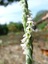 orchidée