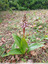 Premières orchidées