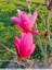Magnolias au soleil
