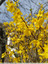 Du jaune dans les haies