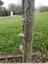 poypores sur prunus