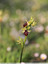 Orchidées au jardin