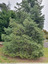 Sapin verdâtre
