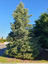Sapin au soleil