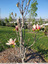 Magnolias en fleurs