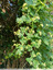 Draperie verte