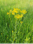 Dans les herbes hautes