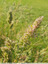 Dans les herbes hautes 2