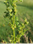 Dans les herbes hautes 3