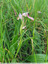 Dans les herbes hautes 4