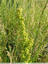 Parmi les herbes hautes