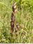 Serapias