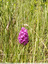 Orchis pyramidal