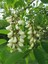 Robinier faux-acacia ( fleurs )