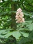 Marronnier en fleur
