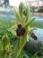 Apparition des premières orchidées sauvages balmanaises